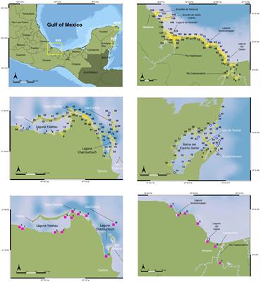 Improved eDNA assay evidences further refugia for critically endangered smalltooth sawfish (Pristis pectinata) in Mexico